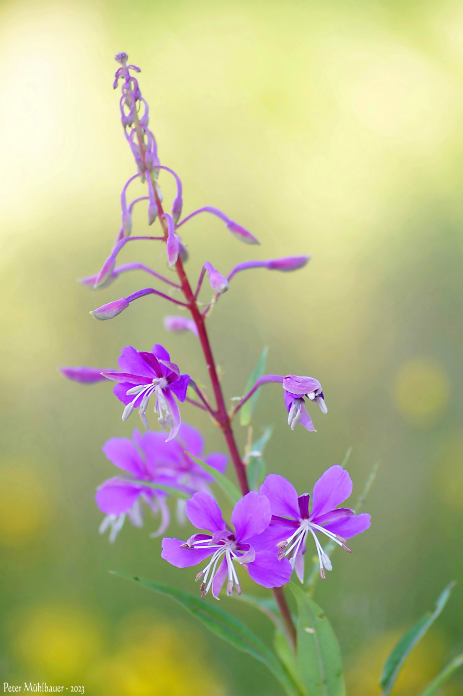 Weideröschen in Blüte