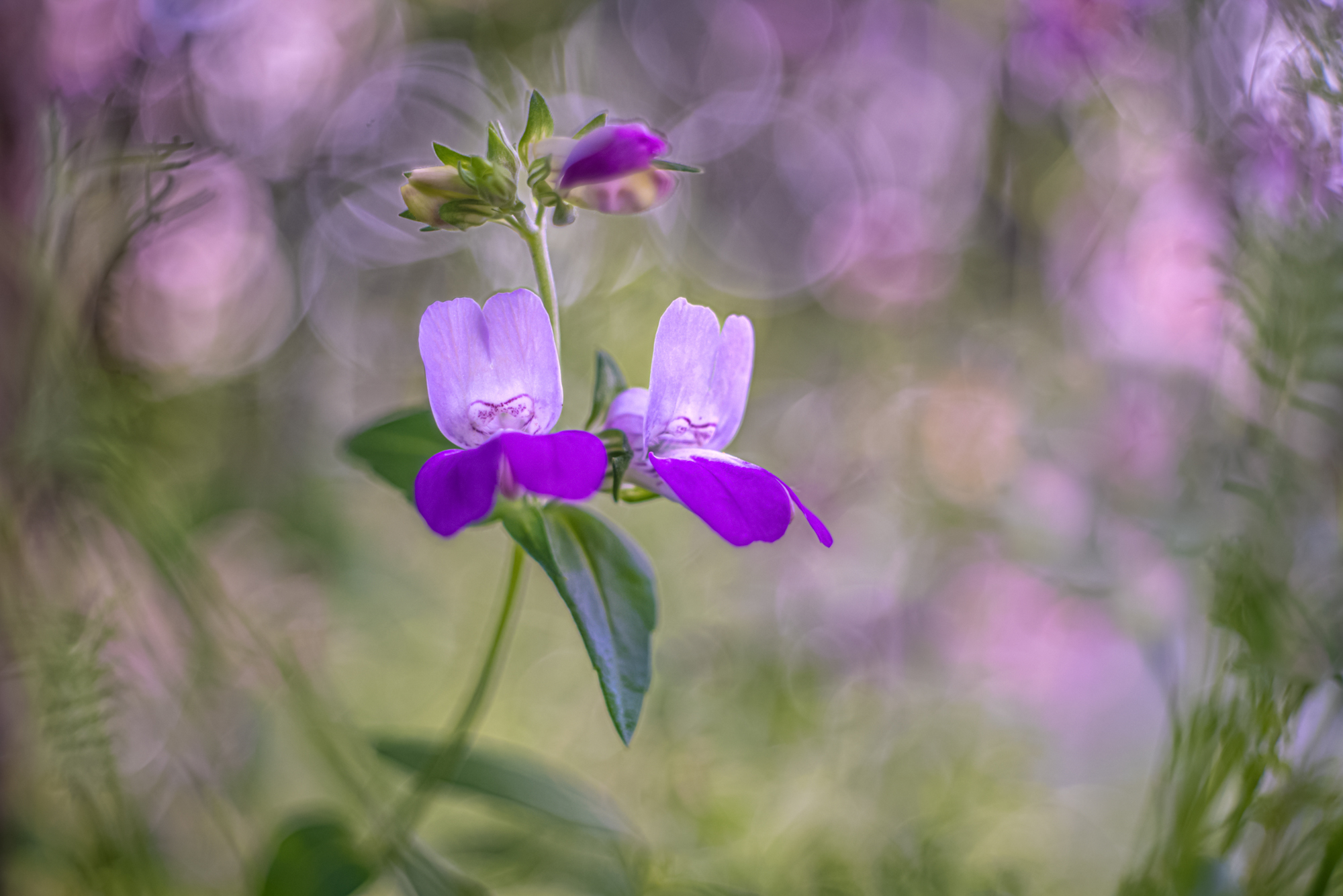 Collinsia  mit Altglas
