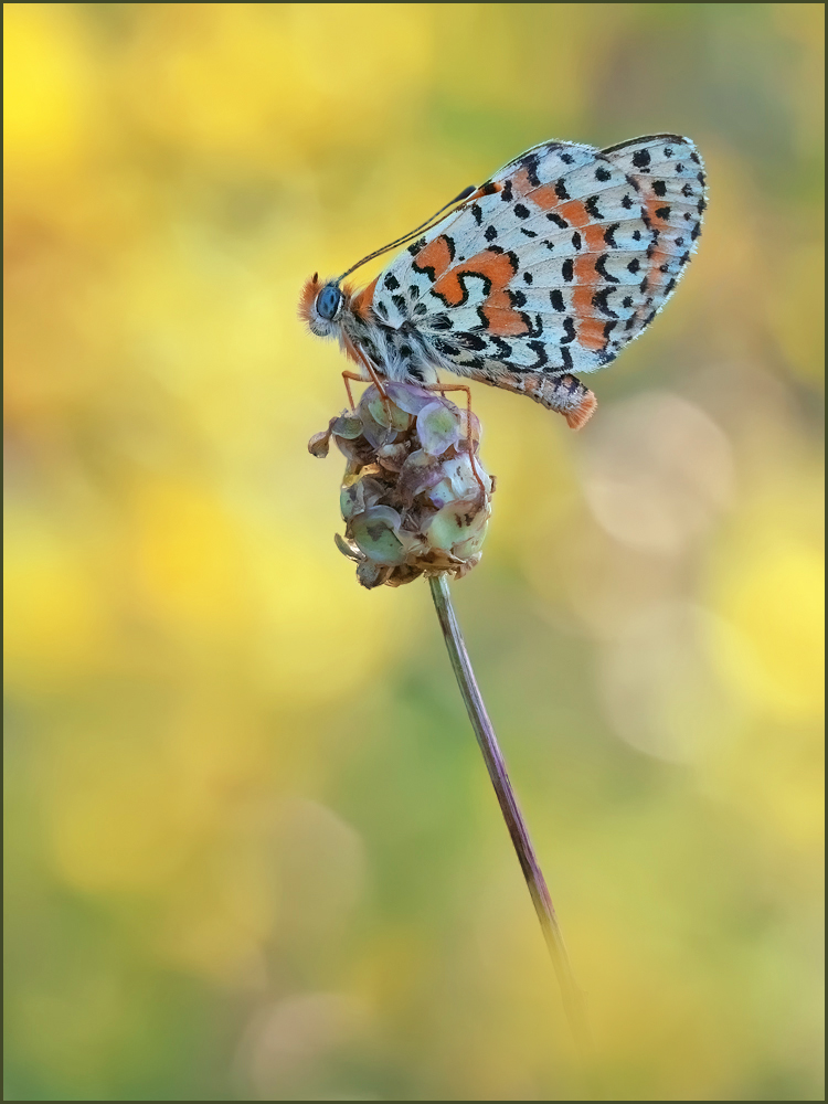 *Melitaea didyma*