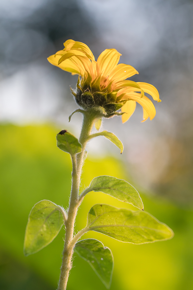 Sonnenblume