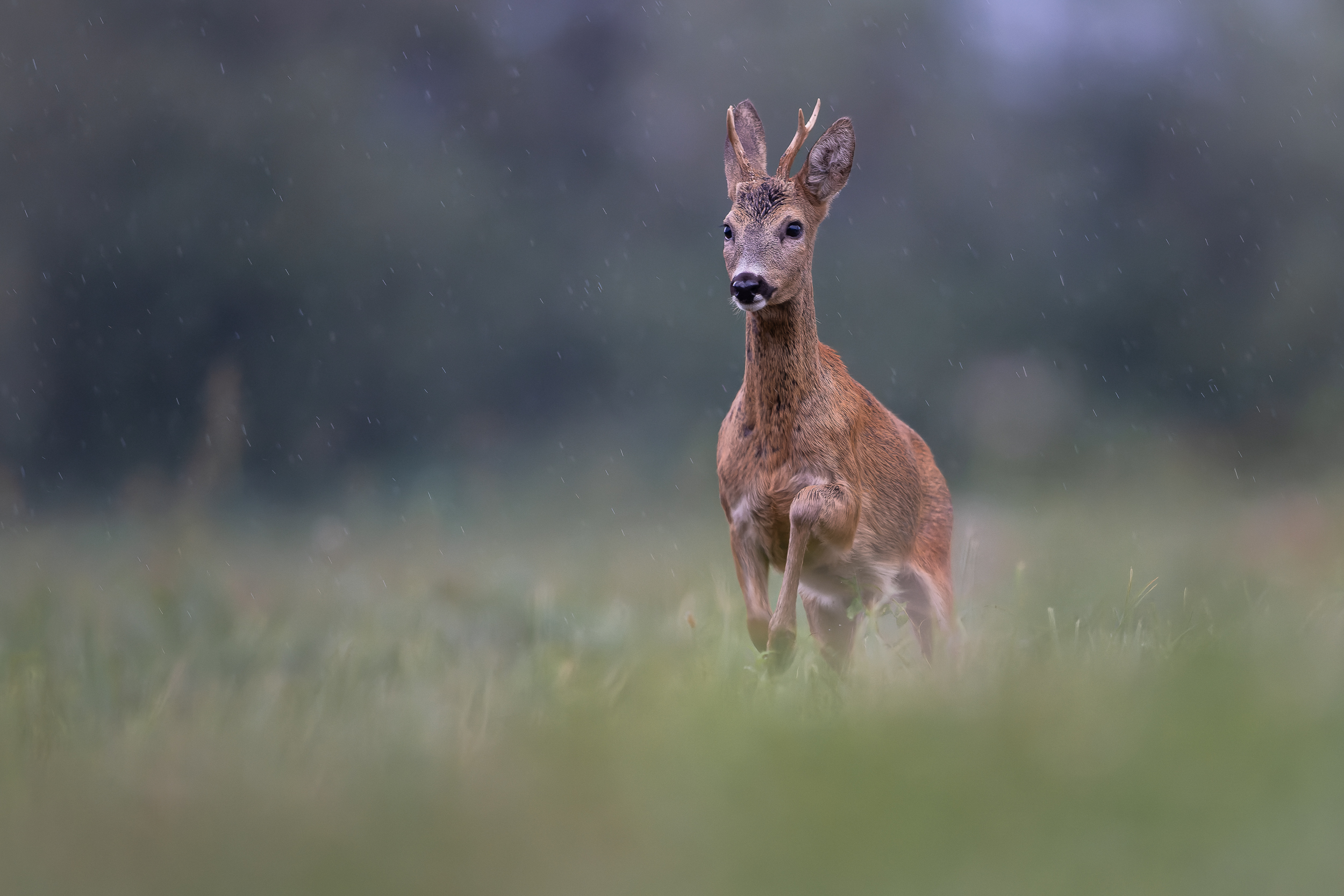 Galopp im Regen