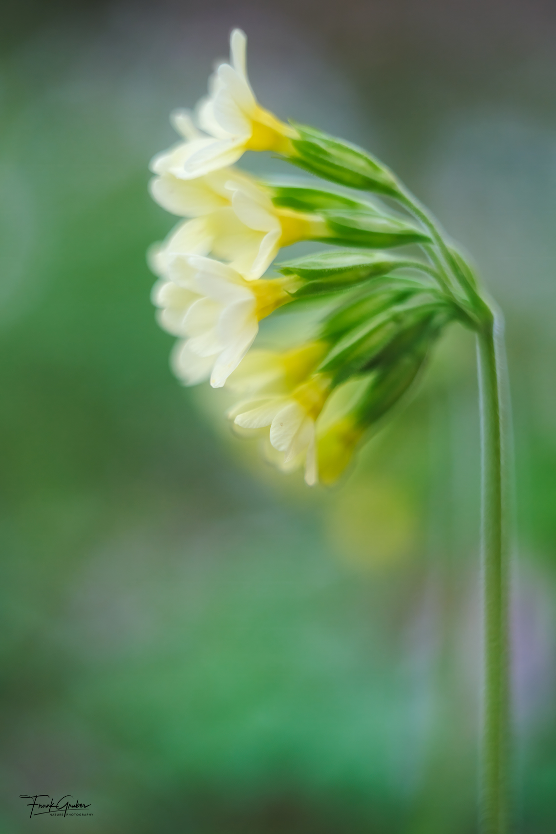 Wald Schlüsselblume