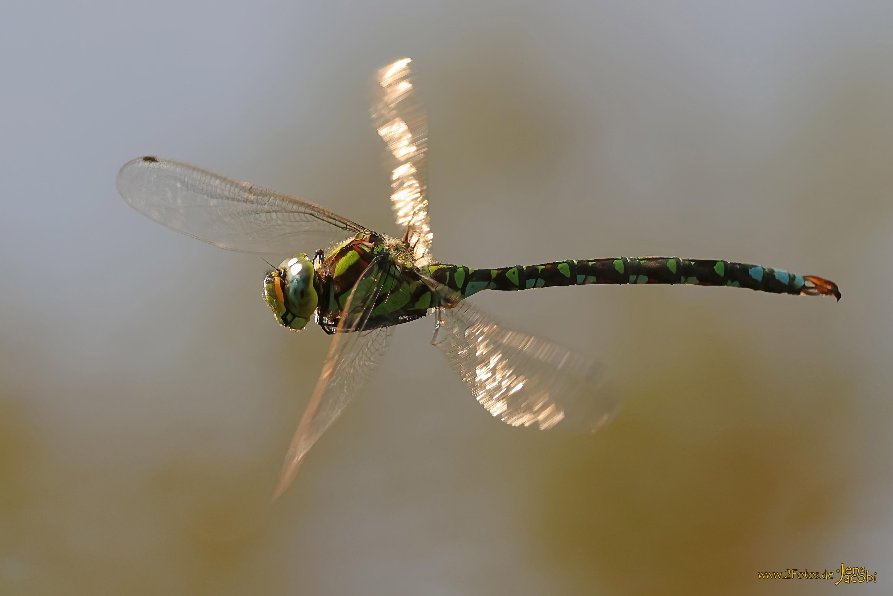 Blaugrüne Mosaikjungfer - Aeshna cyanea