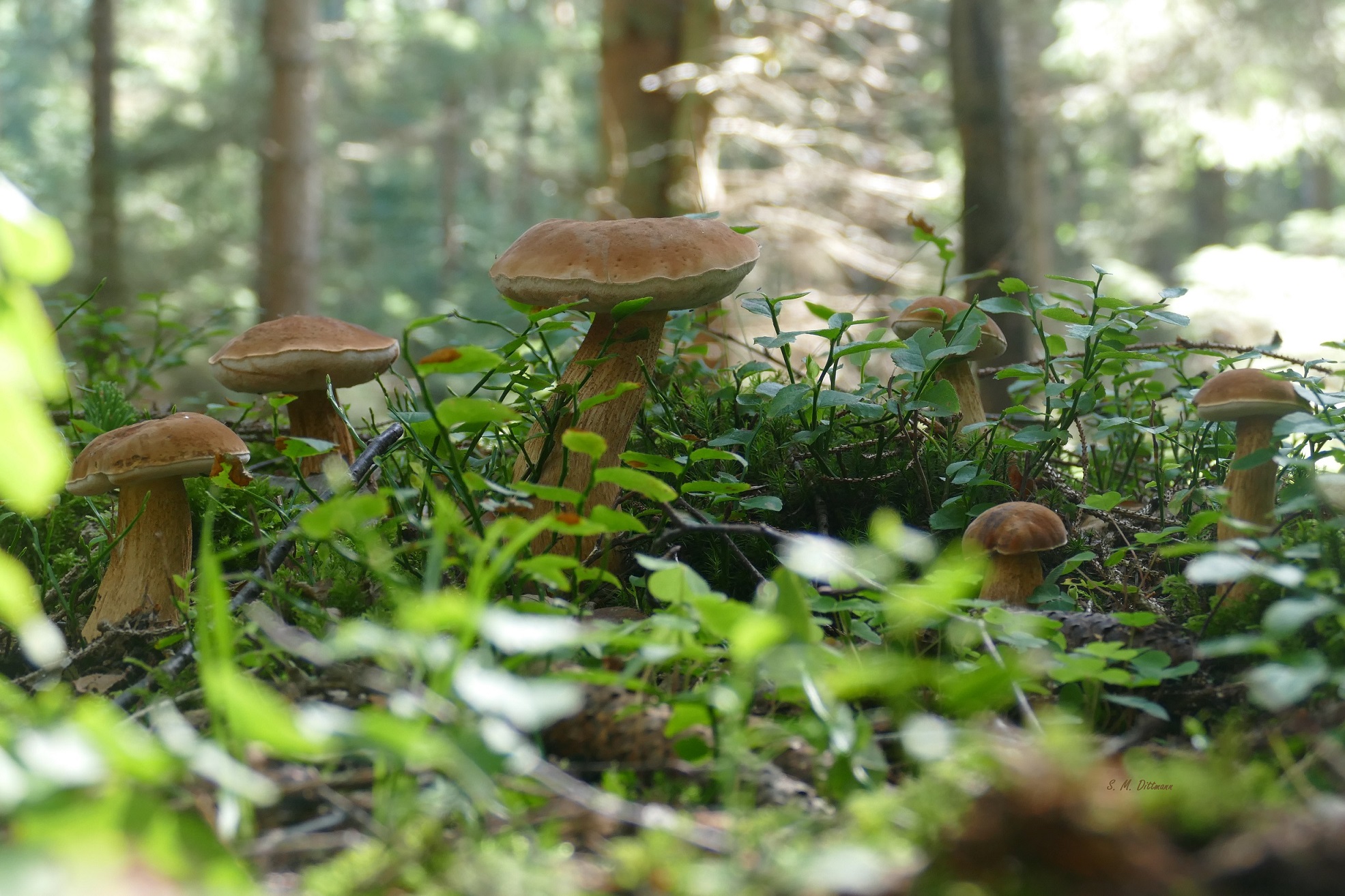Keine Steinpilze