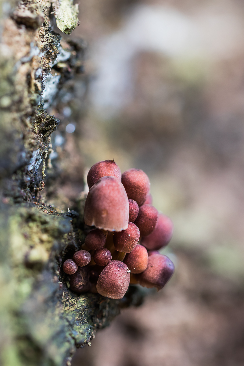 Kleine Pilzchen am Baumstamm