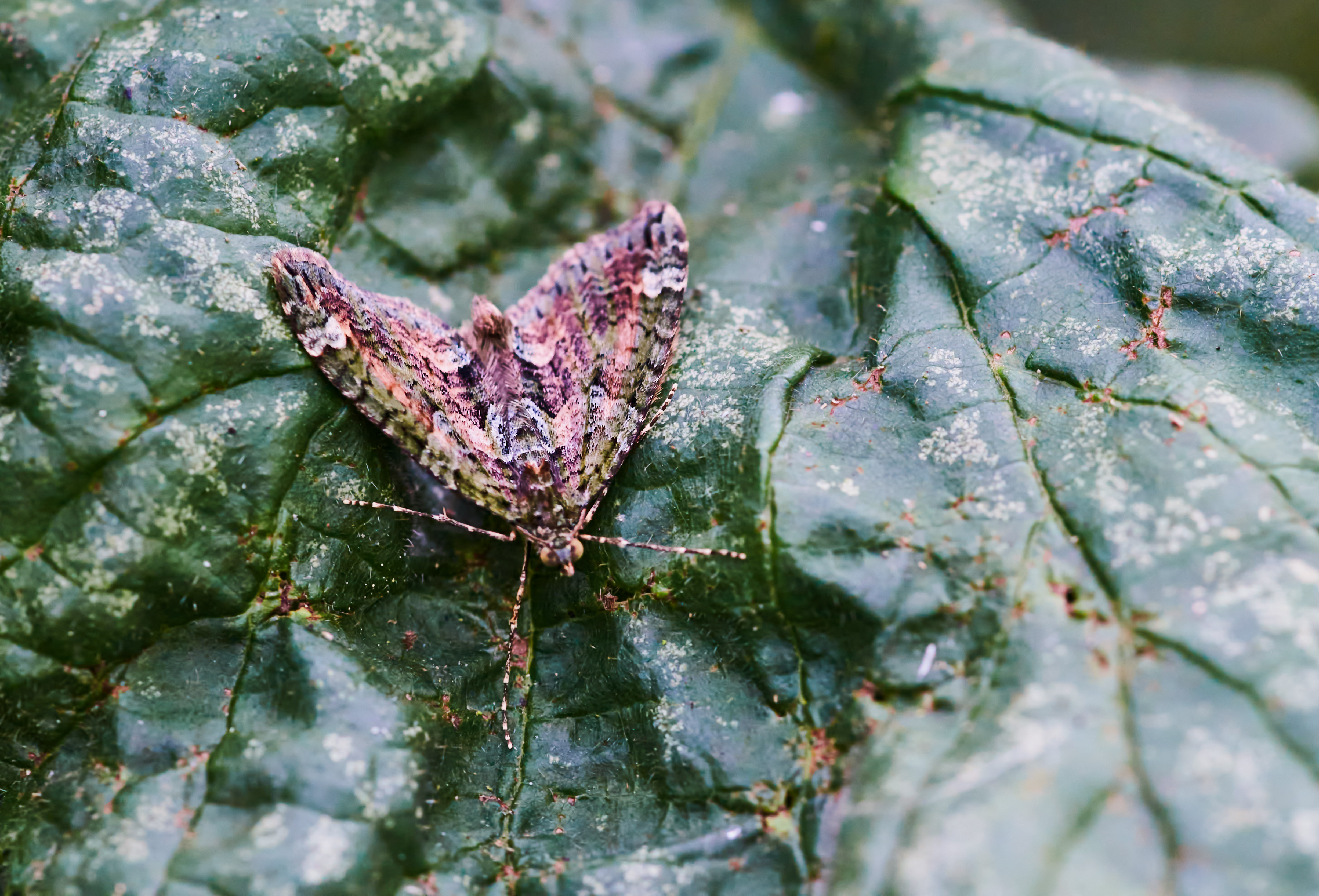 Chloroclysta siterata