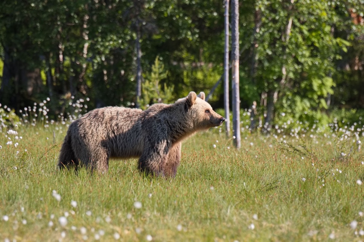 Braunbär in Finnland