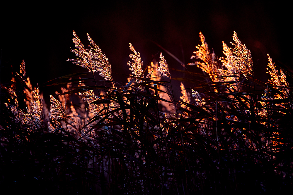 ein letzer abendlicher Lichtspot