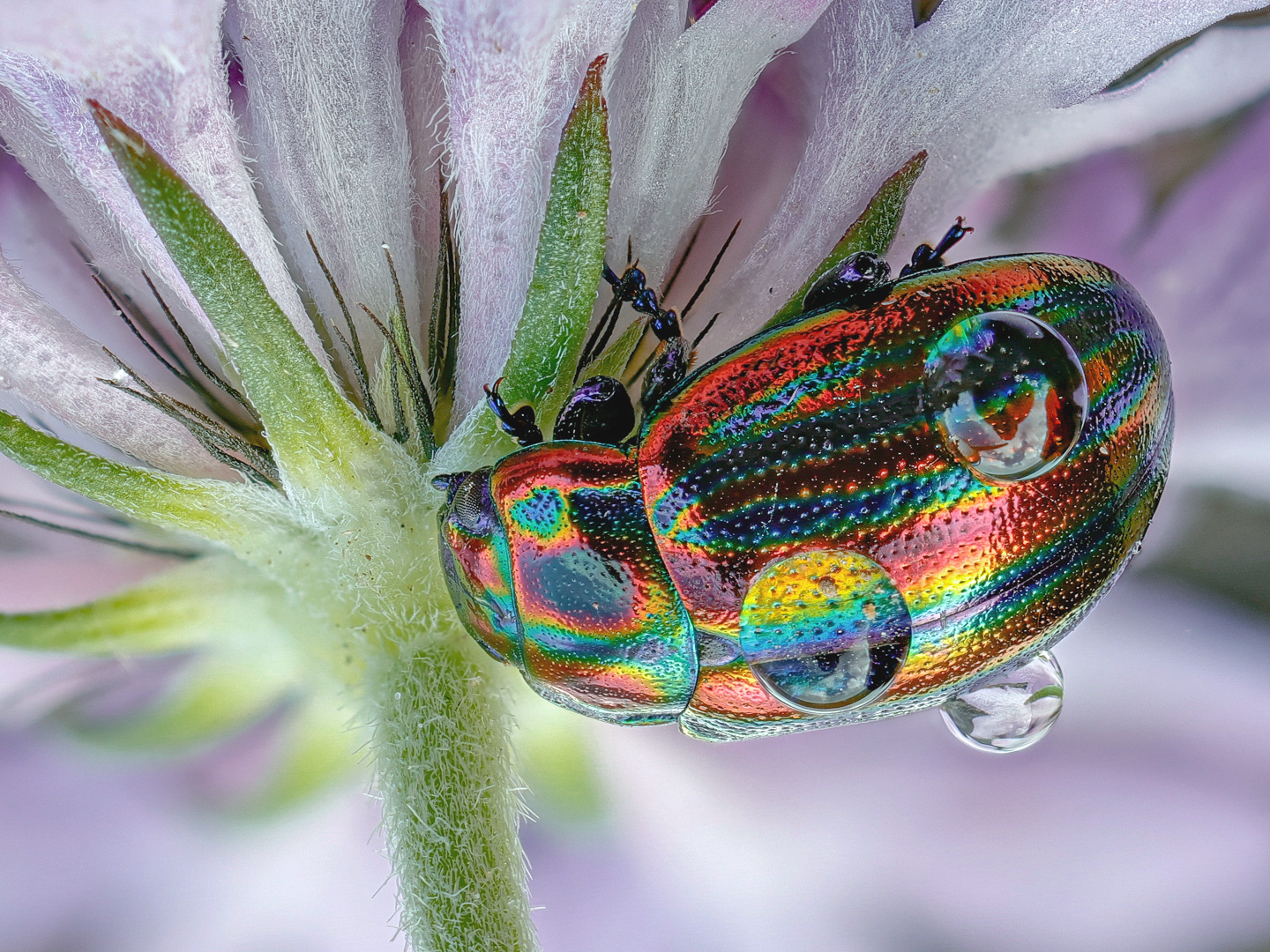 Regenbogen-Blattkäfer  ( Chrysolina cerealis )