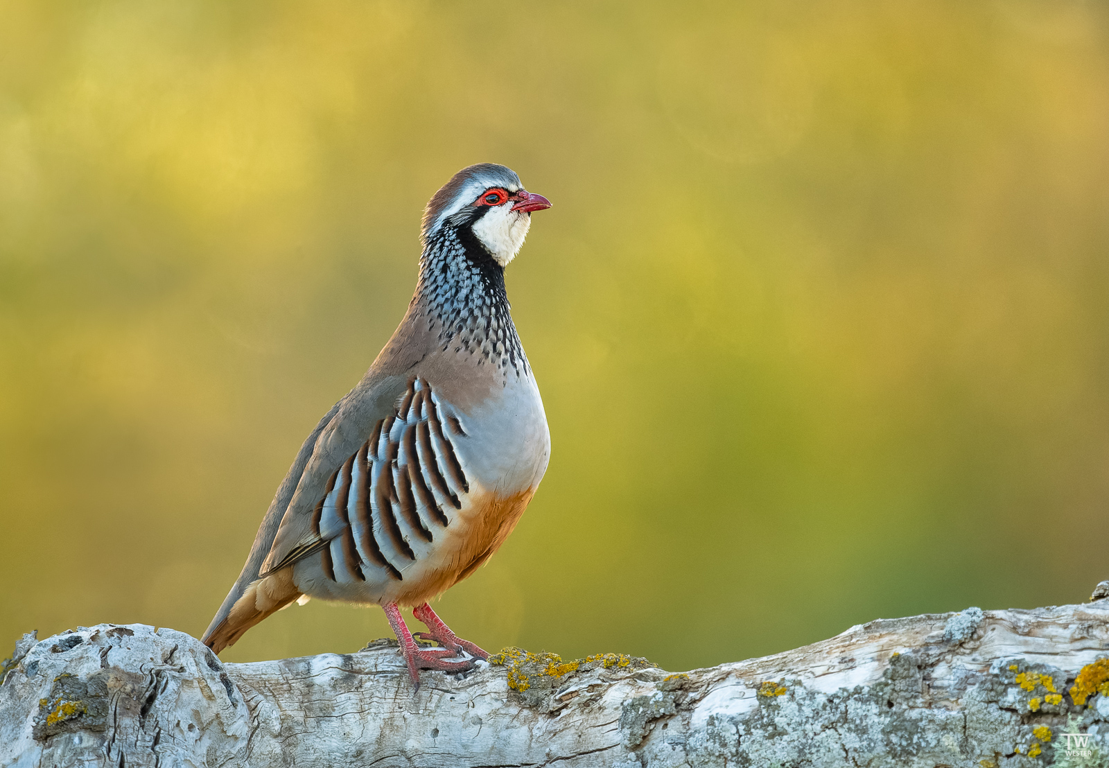 Rothuhn im Morgenlicht