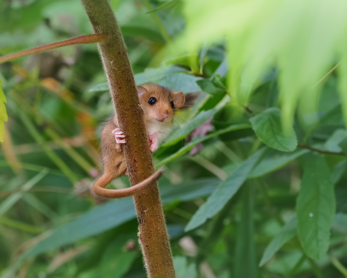 ein Haselmaus Baby