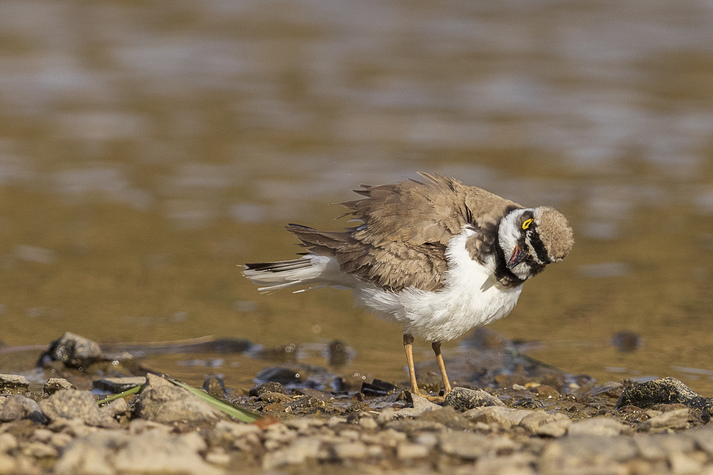 Ich kann auch gucken...! Flussregenpfeifer – Charadrius dubius