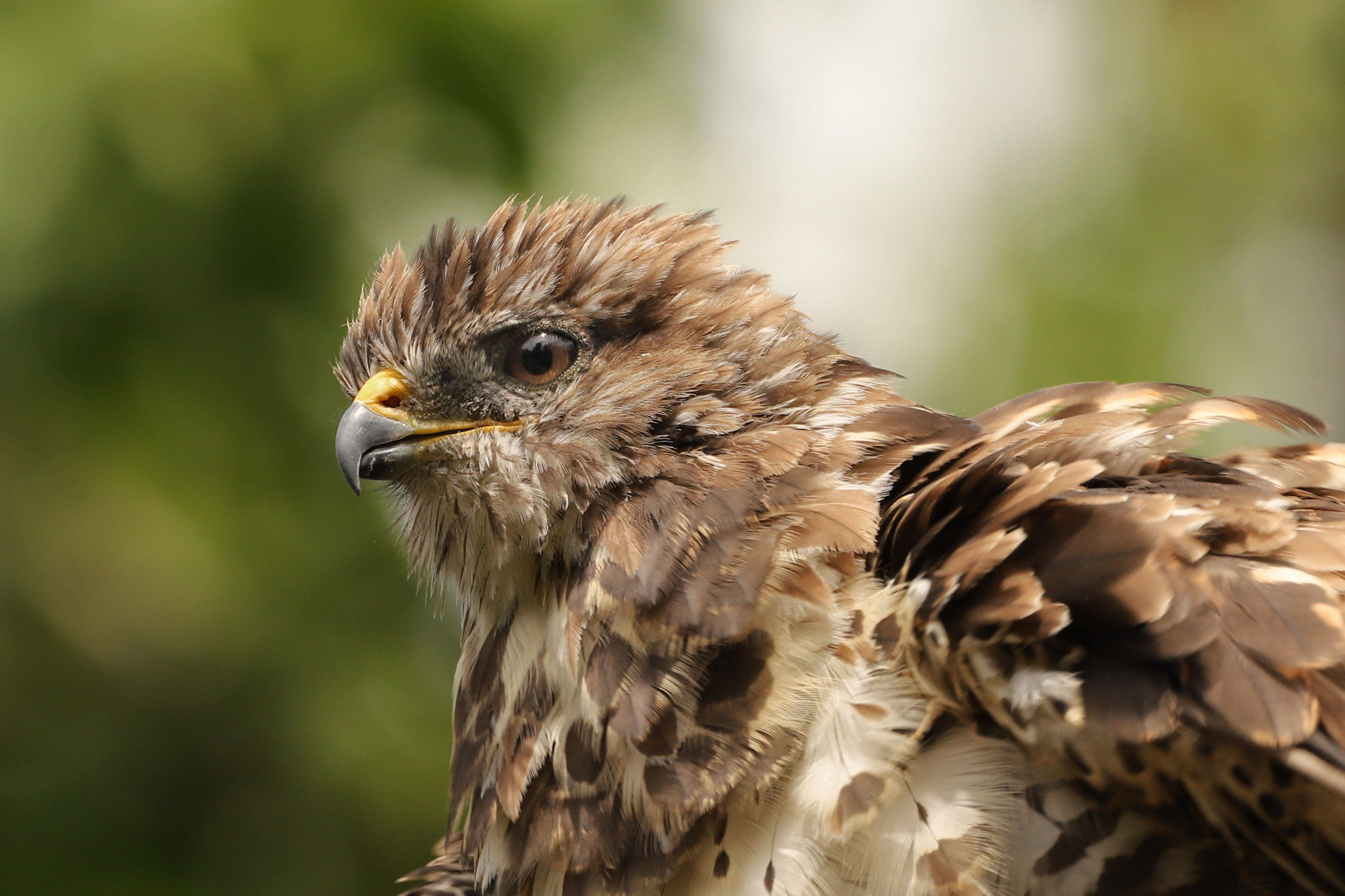 Mäusebussard