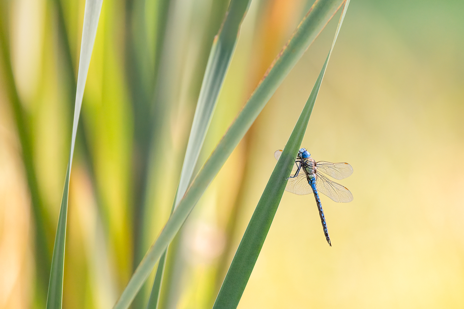 Aeshna affinis