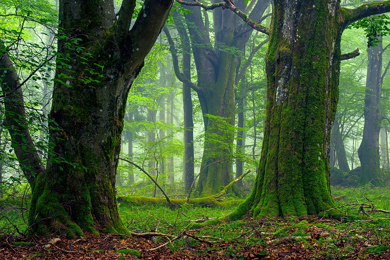 ... ein Hauch von Urwald