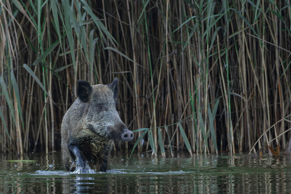 Wildschwein im See