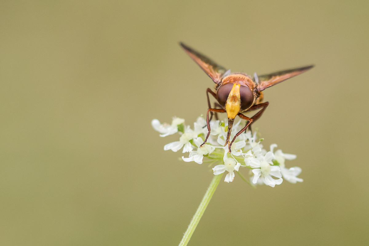 Hornissenschwebfliege