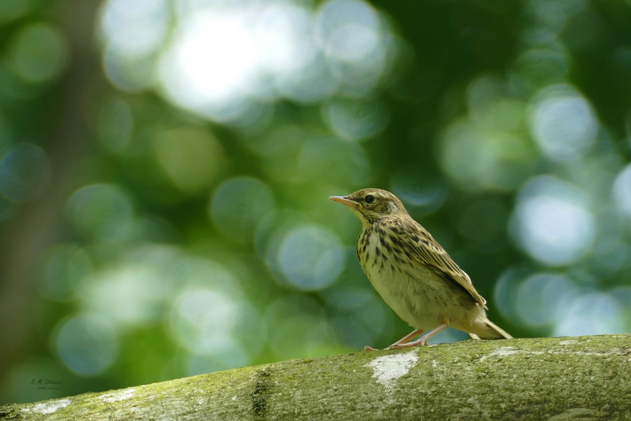 Der Waldpieper