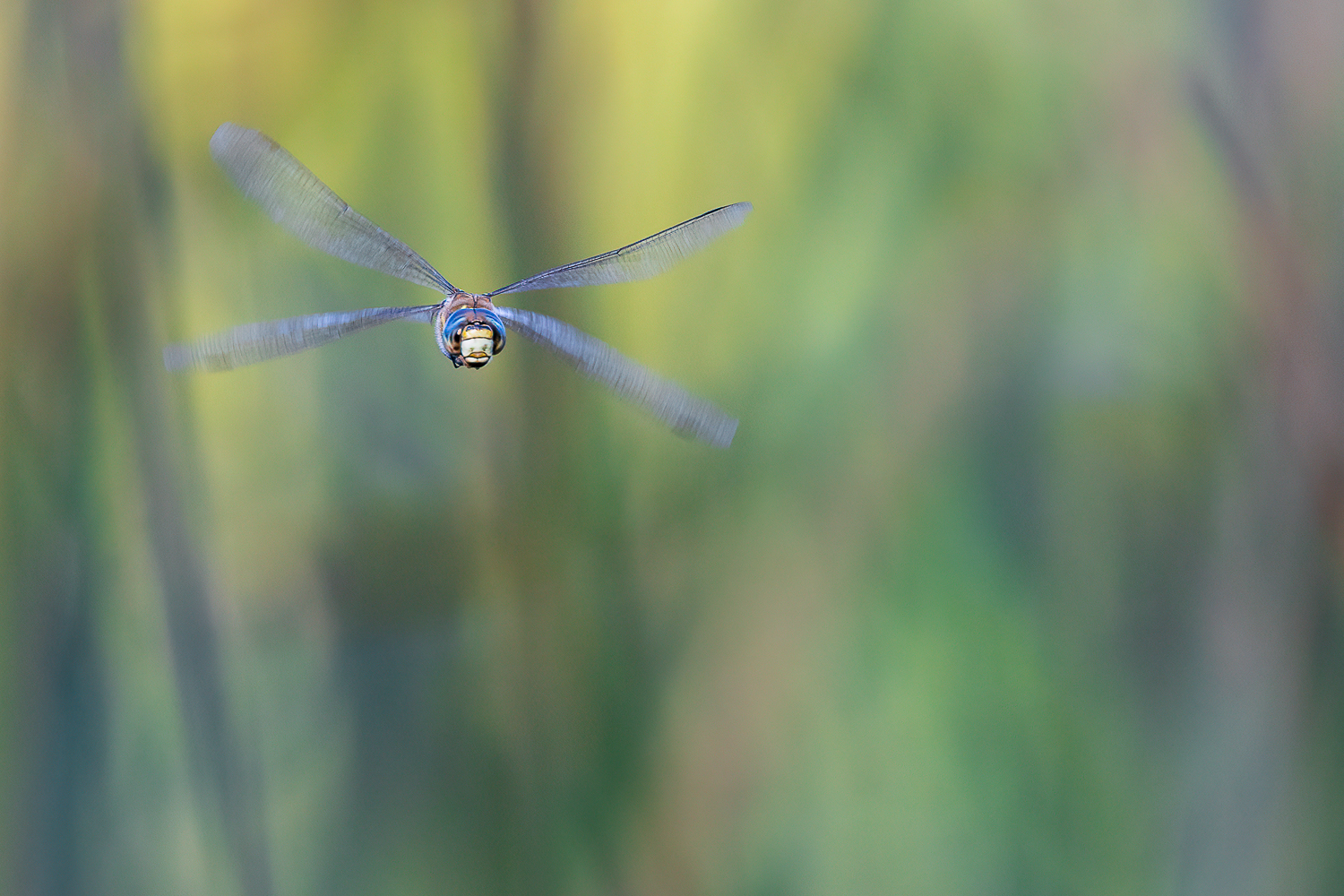 Frontalflug