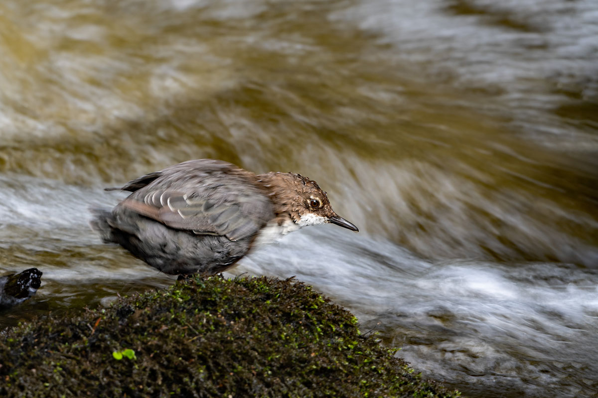 Wasseramsel im Schwarzwald