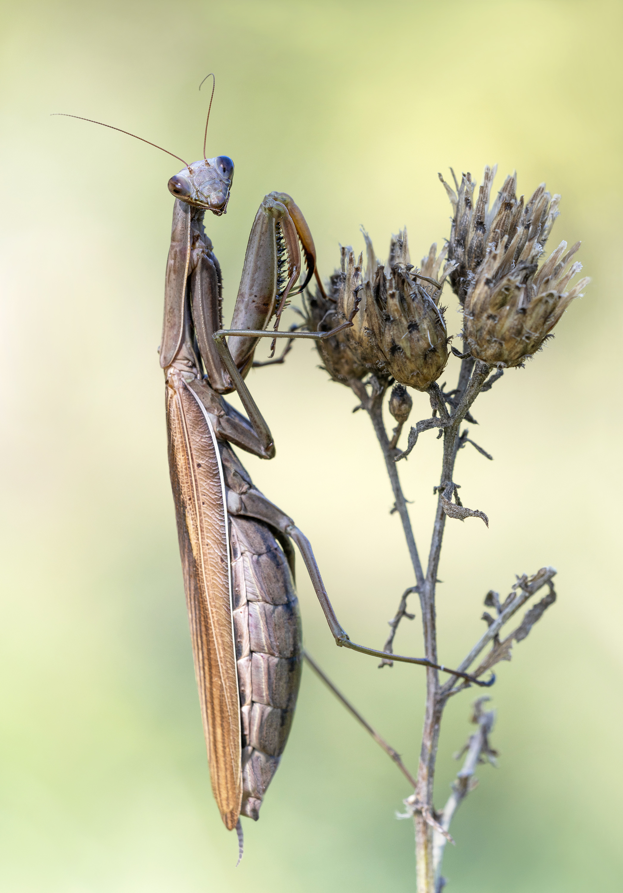 Mantis religiosa, weiblich, braun....