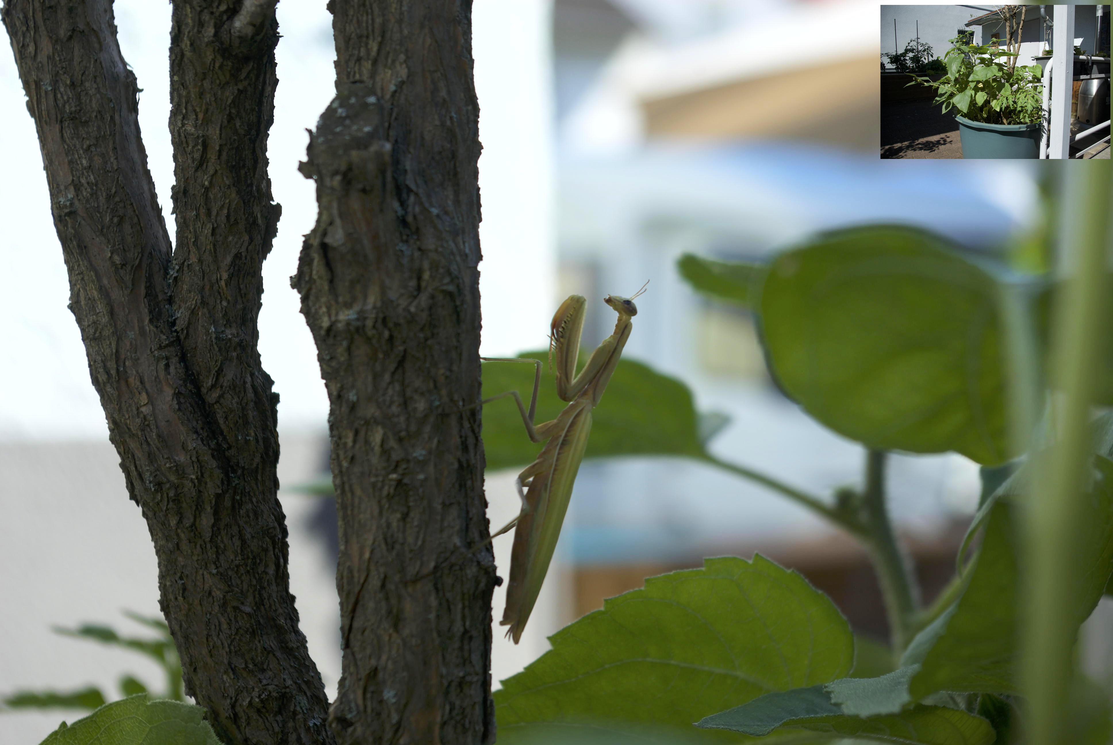 Gottesanbeterin im Garten