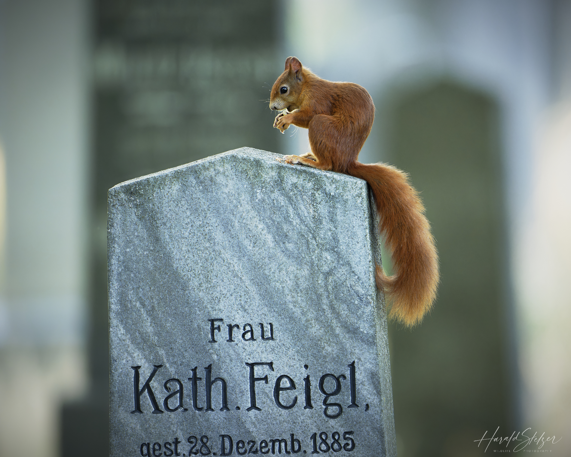 Am Friedhof ist Leben
