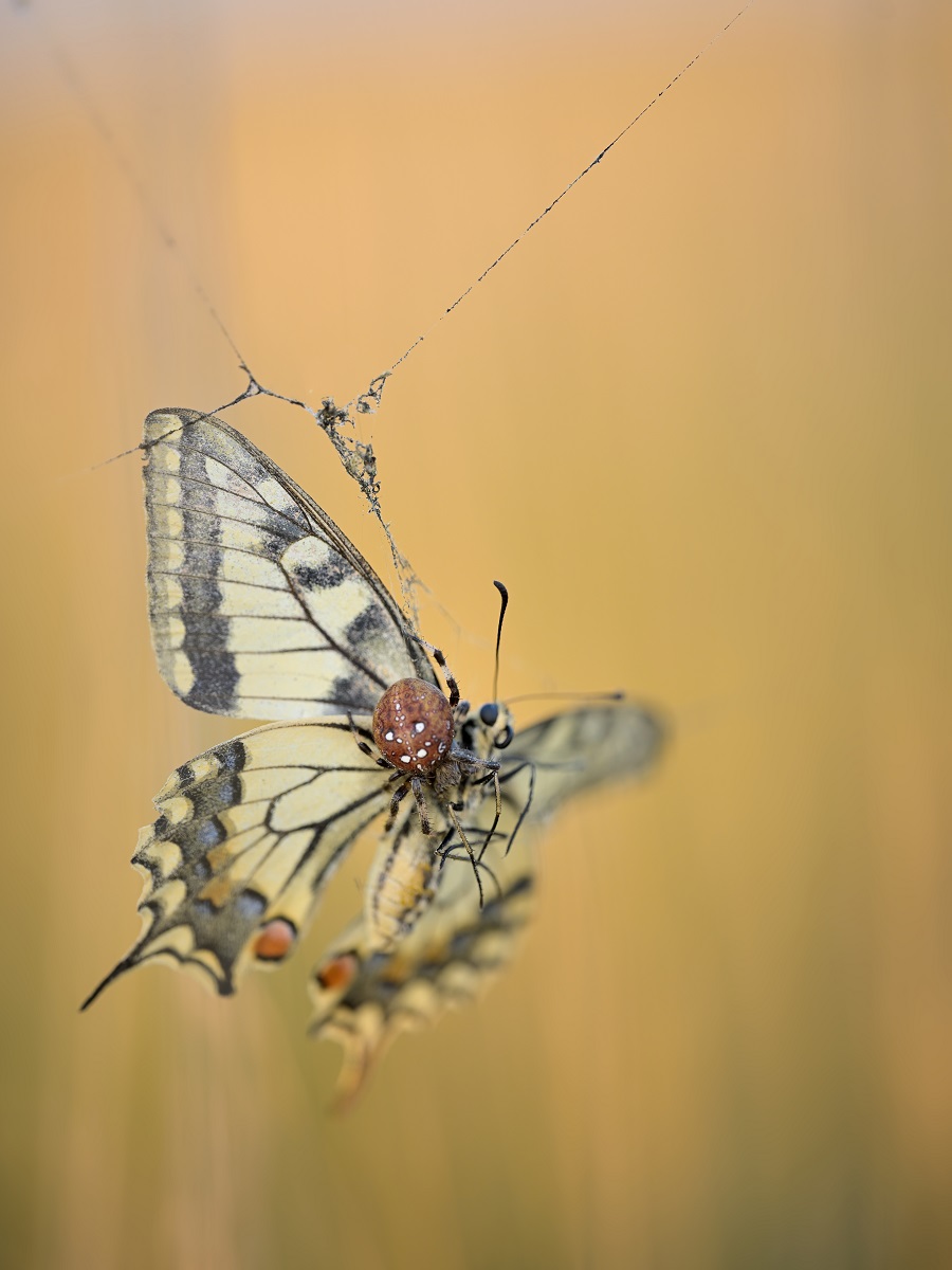 Der letzte Flug