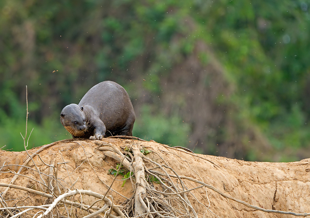 Riesenotter