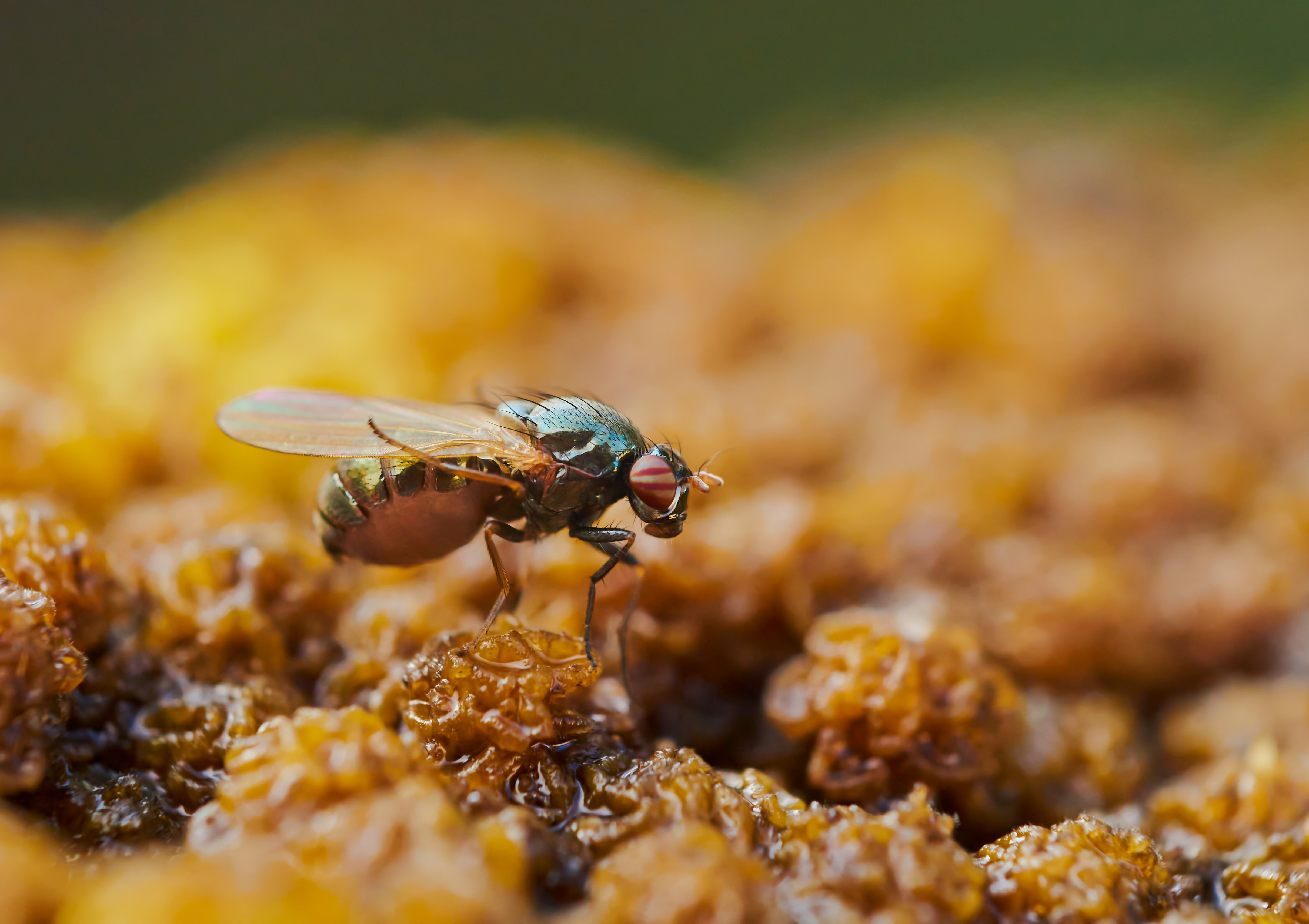 Der letzte Flug (Forum für Naturfotografen)