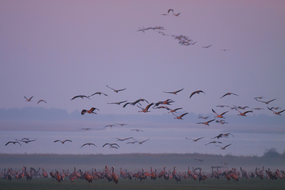 morgens am Bodden