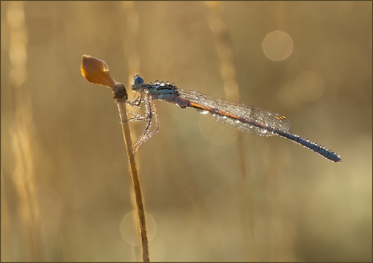 *Platycnemis pennipes*