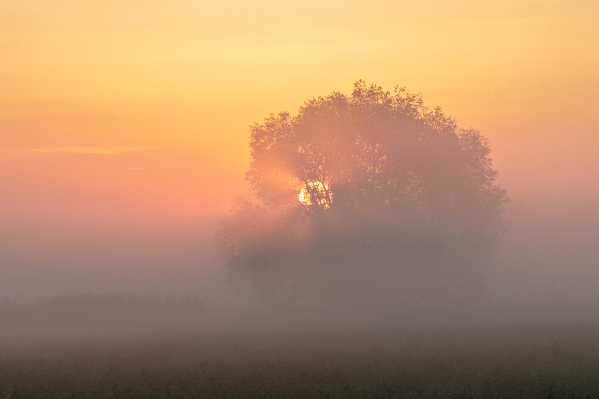 Mystische Nebelstimmung