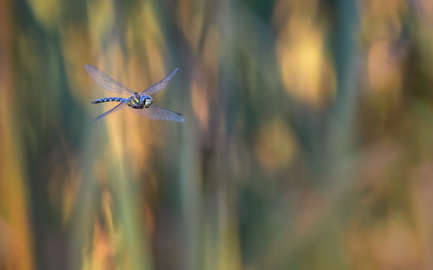Revierflug