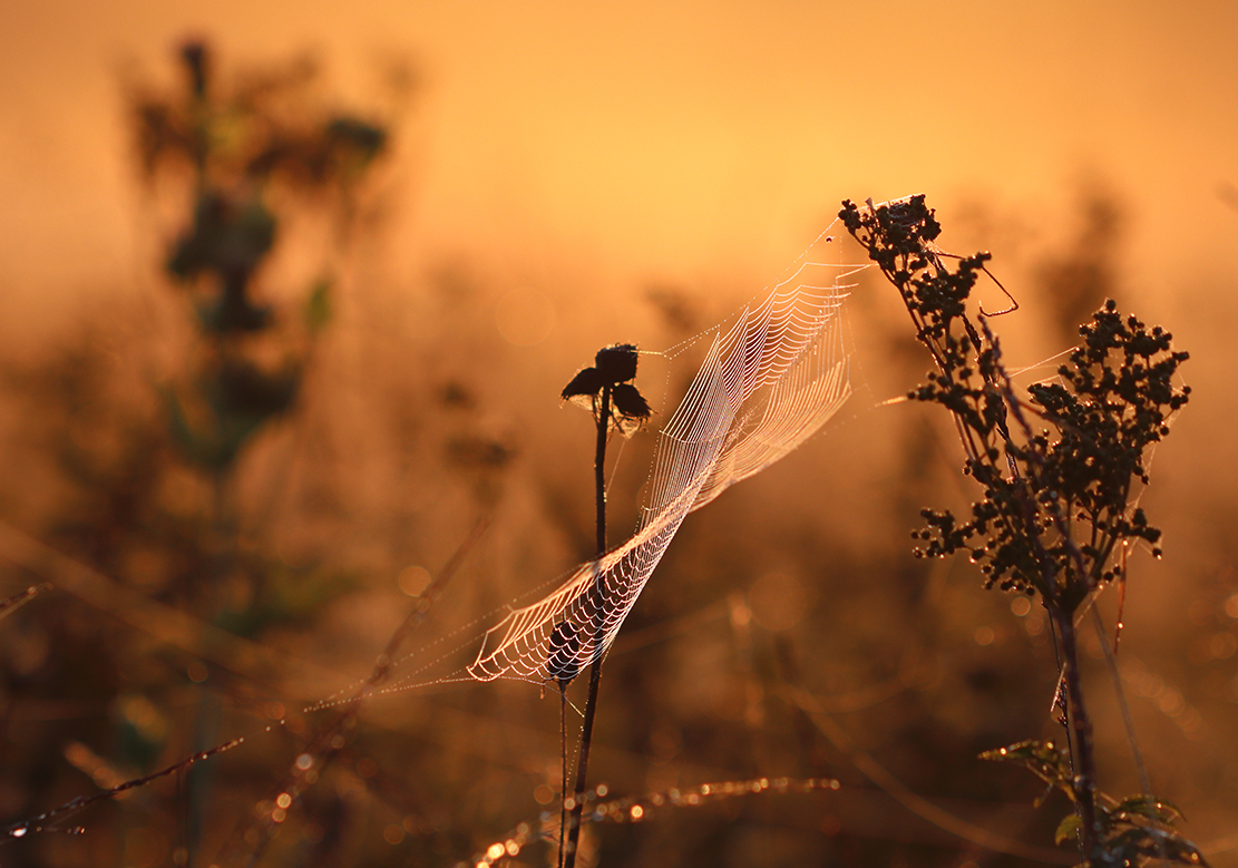 fliegender Engel