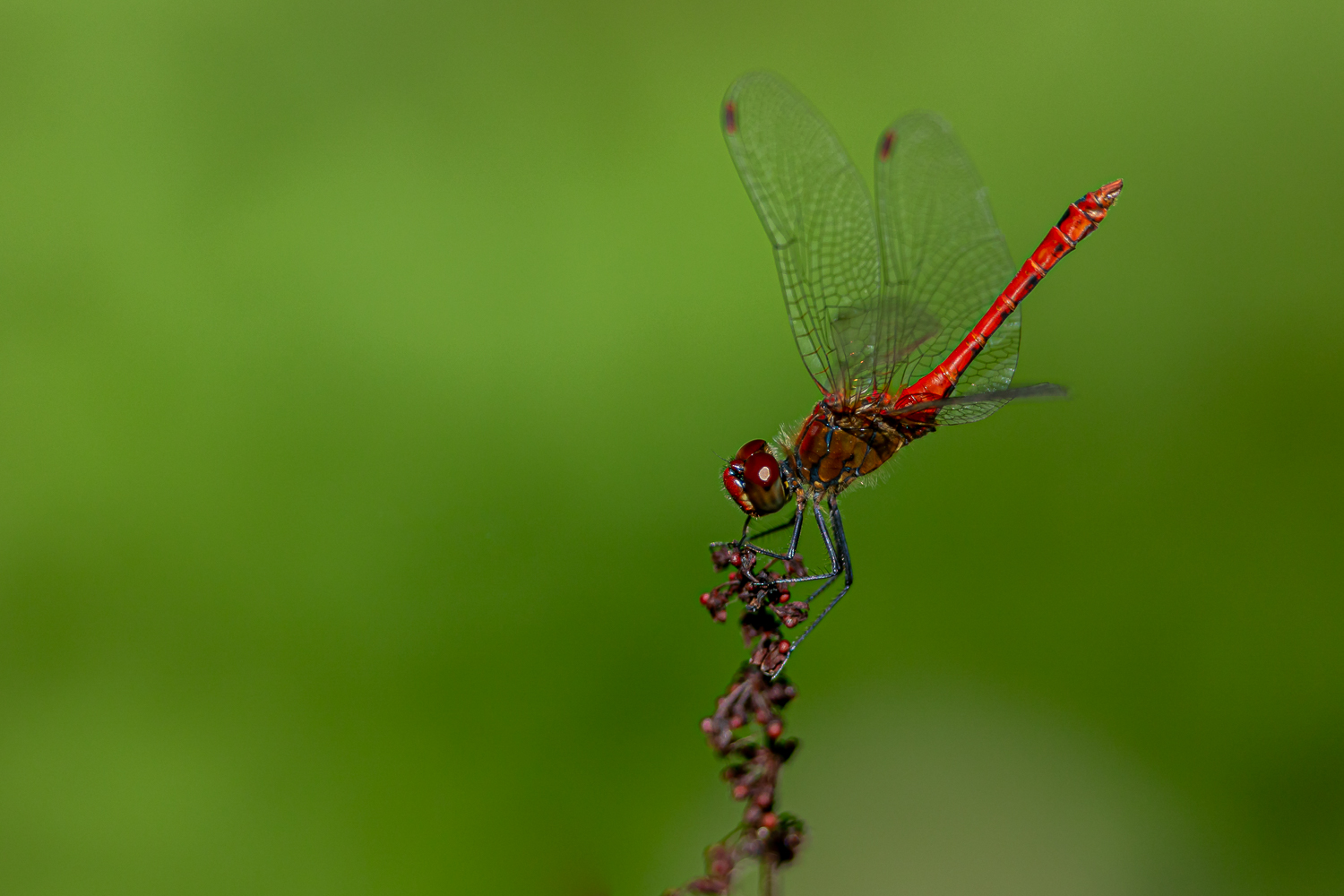 Blutrote Heidelibelle