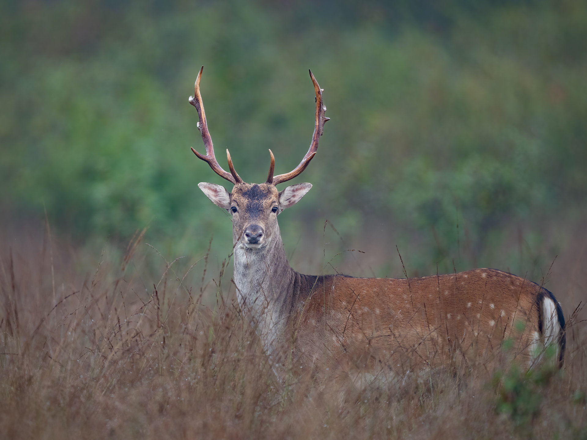 Sikahirsch nein wohl Damhirsch