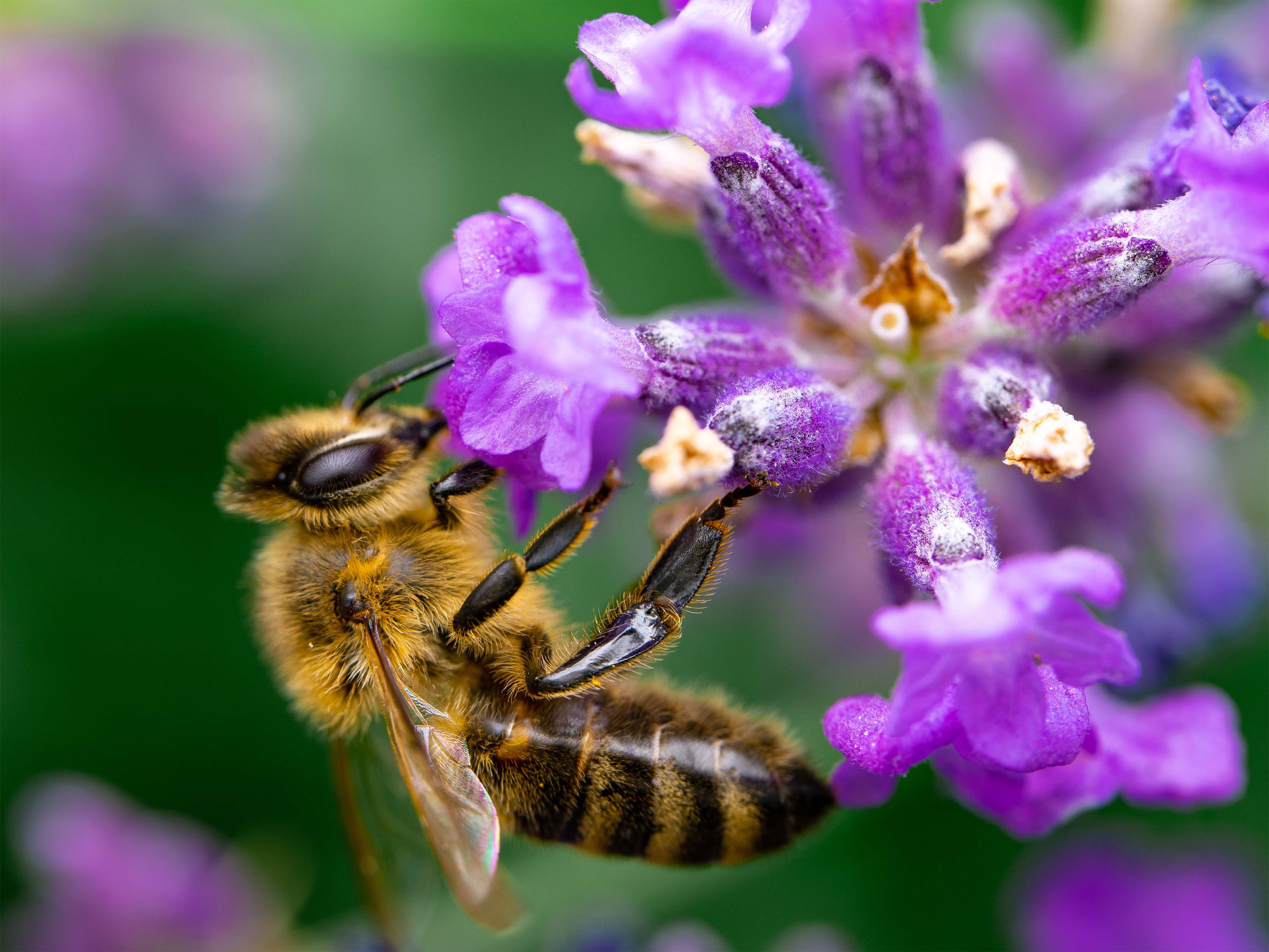 Honigbiene auf Lavendelblüte 2