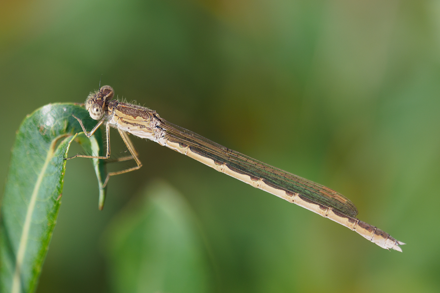 Die Insekten verschwinden auch in geschützten Lebensräumen