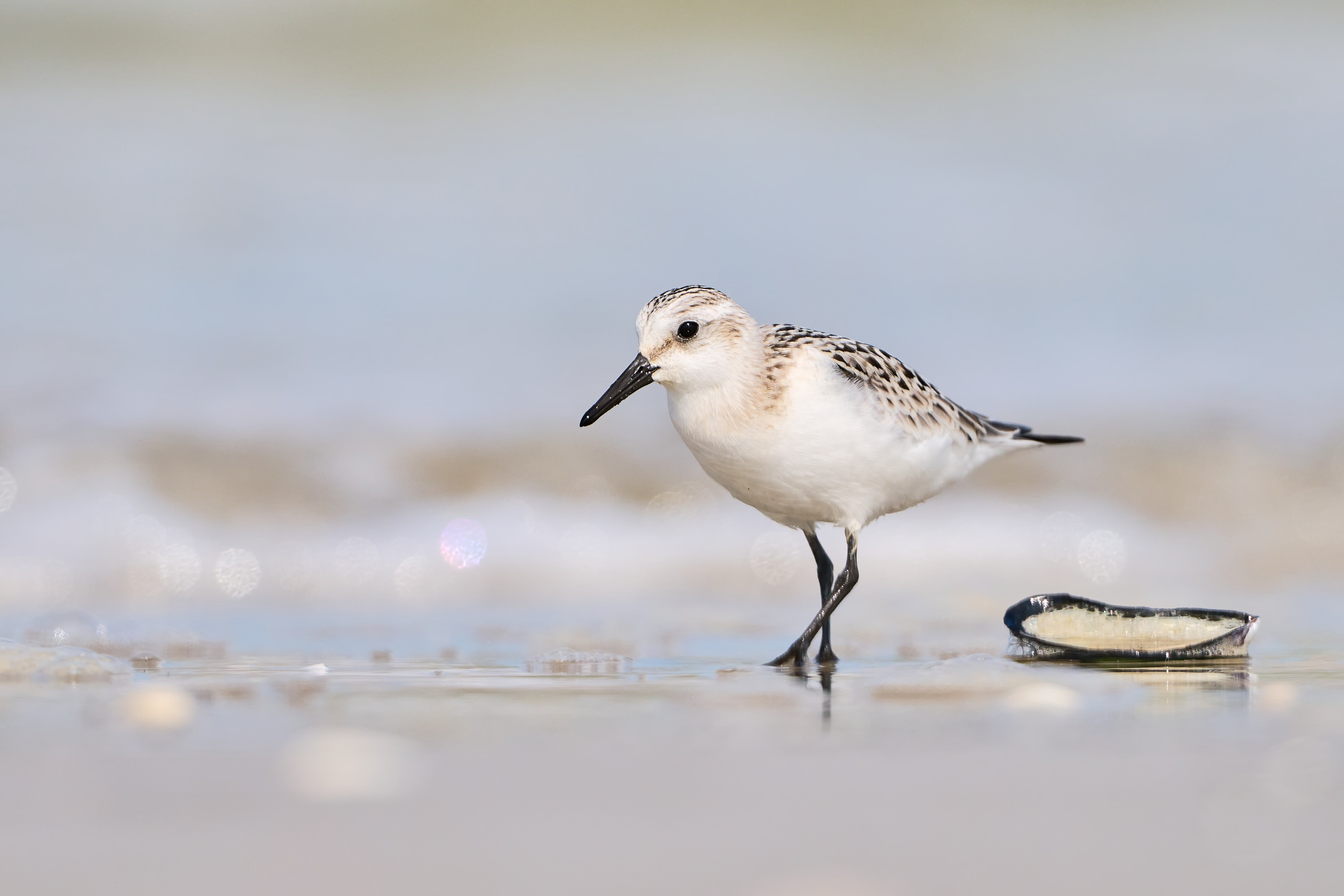Sanderling