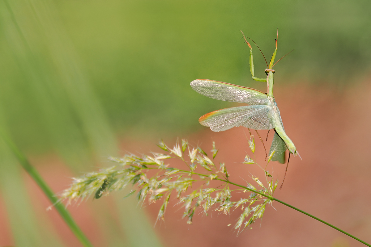 fliegende Mantis