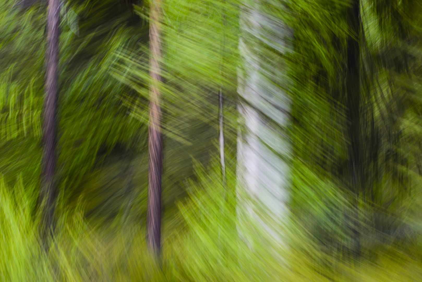 Wald in Bewegung (Forum für Naturfotografen)