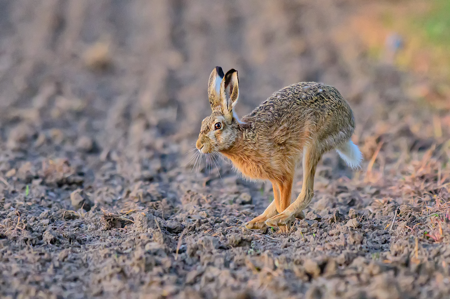 Hase im Lauf