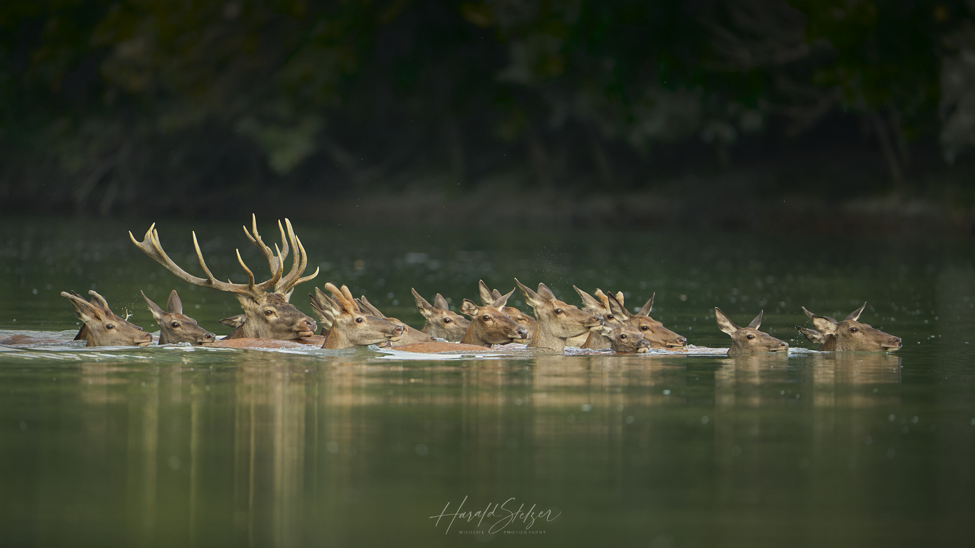 Der Hirsch im Wasser