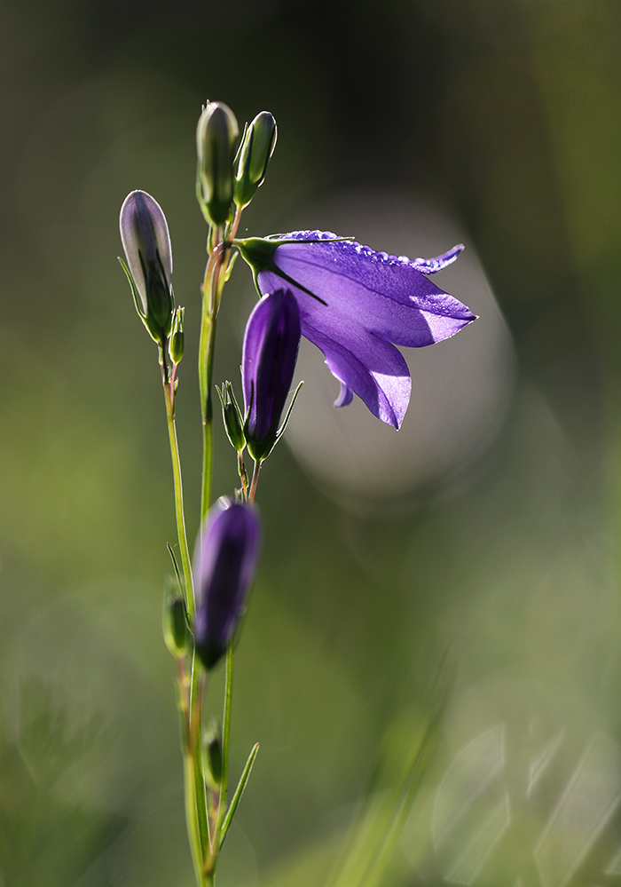 Glockenblume