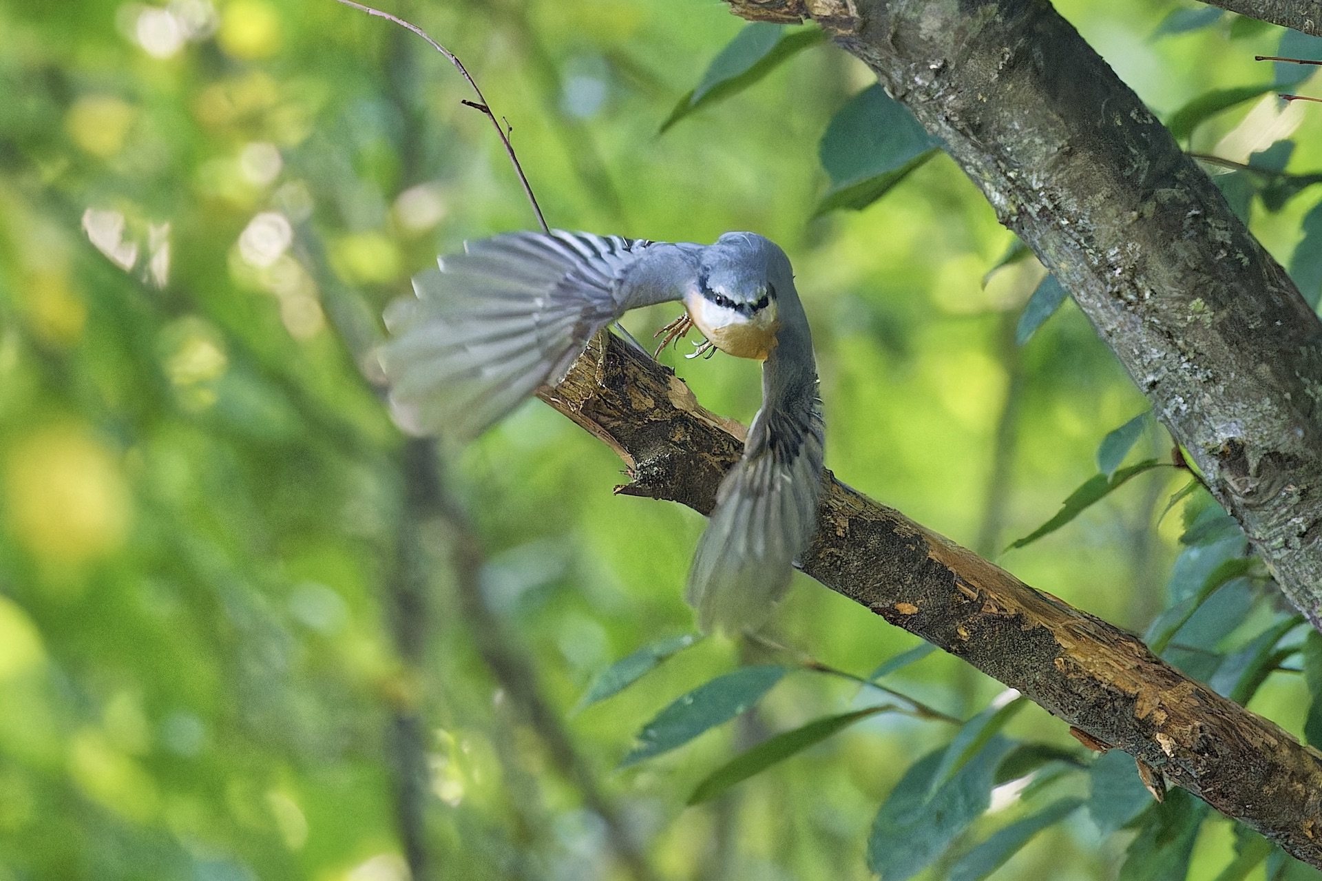 Kleiber im Anflug