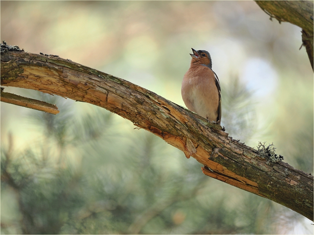 der Gesang