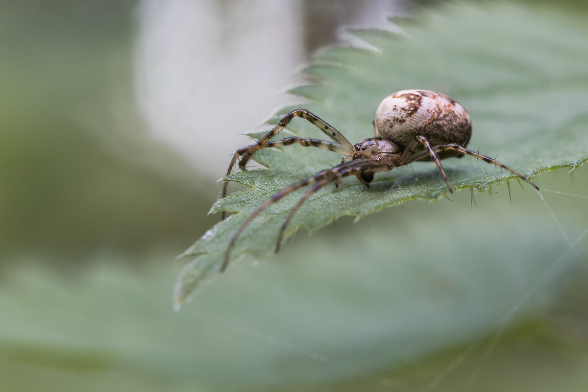 Herbstspinne