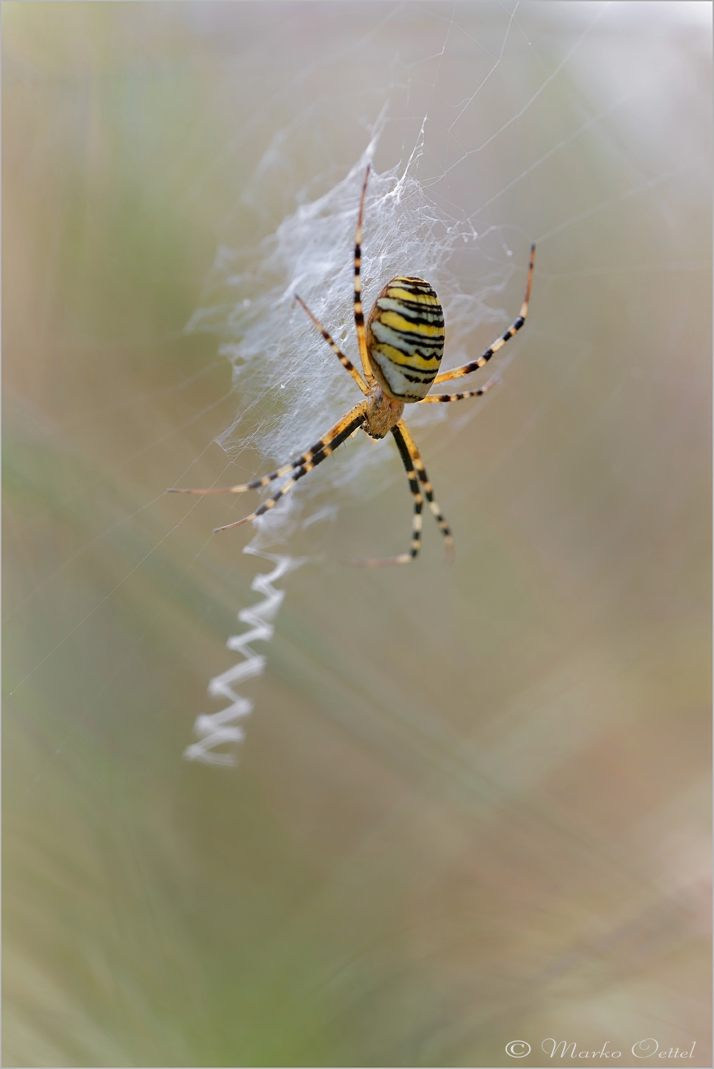 Wespenspinne (Argiope bruennichi)