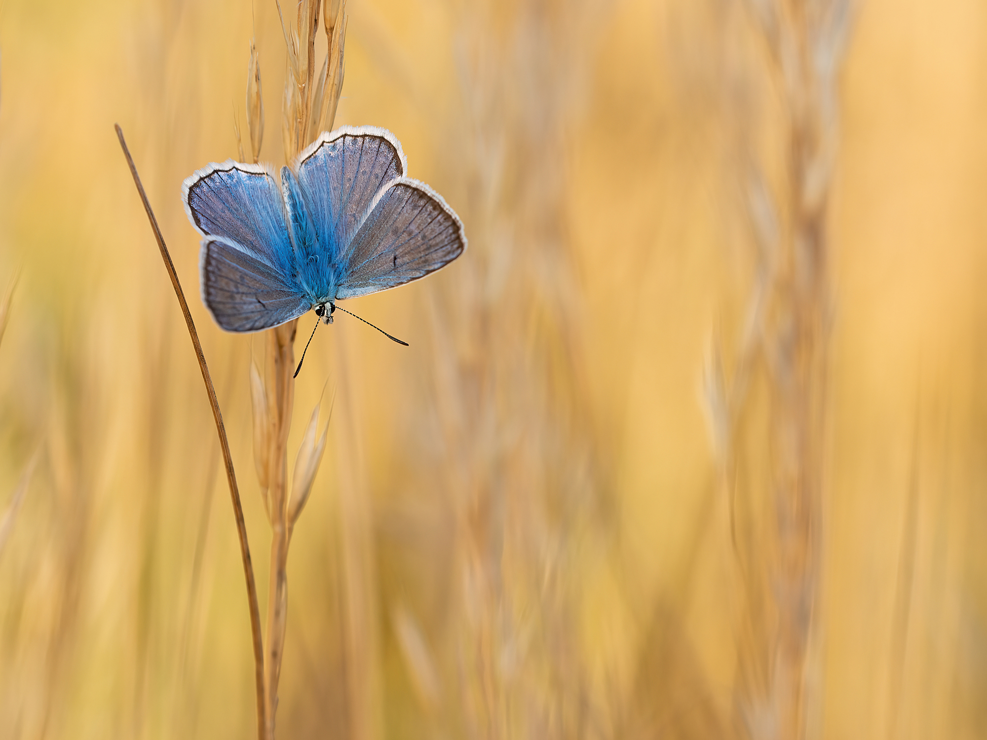 Zahnflügelbläuling (Polyommatus daphnis)